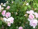 Kir Royal rose photo