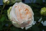 Belami Kordana rose photo