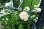 Belami Kordana rose photo