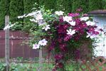 John Paul II clematis photo
