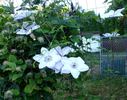 John Paul II clematis photo