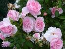Kir Royal rose photo