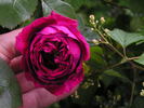Leopold Ritter rose photo