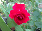 Forgotten Dreams rose photo