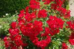 Sommerabend ® rose photo