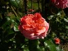 Sonia, Cl. rose photo