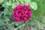 12LGxEt2 rose photo