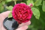 12LGxEt2 rose photo
