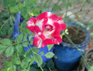 Freckle Face rose photo