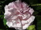 Antoine d'Ormois rose photo
