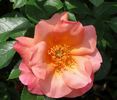 All the Rage rose photo