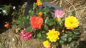 Rainbow's End, Cl. rose photo