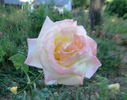 American Heritage ® rose photo