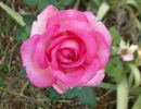 Silver Lining rose photo