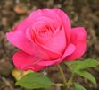 A Caen la Paix ® rose photo