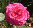 A Caen la Paix ® rose photo