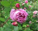 Julie de Mersan rose photo