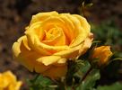 Aalsmeer Gold ® rose photo