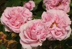 Abbaye de Valsaintes ® rose photo