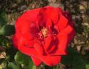 Abbé Lemire rose photo