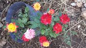 Rainbow's End, Cl. rose photo