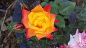 Rainbow's End, Cl. rose photo