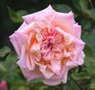 Abricoté rose photo