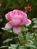 Gimme Five rose photo