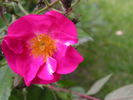 Morizmo rose photo