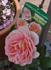 Belle Muse rose photo