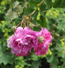 Belle Vichysoise rose photo