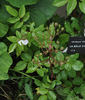 Belle Vichysoise rose photo