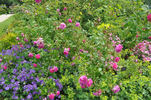 Belle Vichysoise rose photo