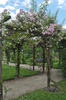 Euphrosyne rose photo