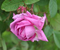 Julie de Mersan rose photo