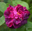 Surpasse Tout rose photo