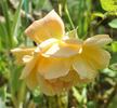 Eleonore Cruse rose photo