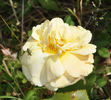 Eleonore Cruse rose photo