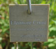 Eleonore Cruse rose photo