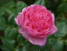 Gimme Five rose photo