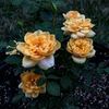Gingerbread Man rose photo