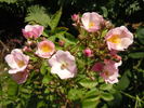 Menja rose photo
