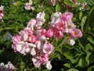Menja rose photo