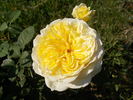 Nelson Montfort rose photo