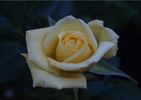 Luis Desamero rose photo