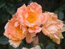 Alison rose photo