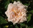 Admiration rose photo
