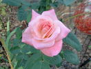 Barbara Bush ™ rose photo