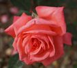 Agéna ® rose photo