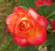 Agrocampus Ouest rose photo